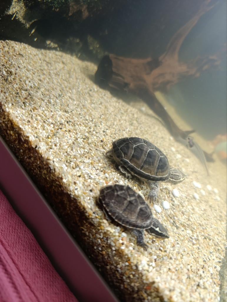 Schildpad