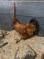 Zijdehoen kriel buff haan, Mannelijk, Kip