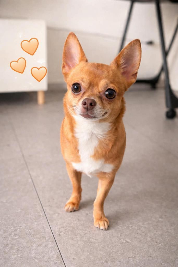 Chihuahua reutje te koop, Dieren en Toebehoren, Honden | Chihuahua's en Gezelschapshonden, Reu, Chihuahua, Particulier, Eén hond