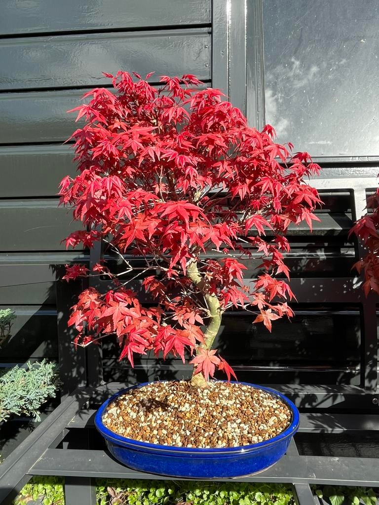 Japanse esdoorn Deshojo 50cm bonsai, In pot, Halfschaduw, Lente, Minder dan 100 cm