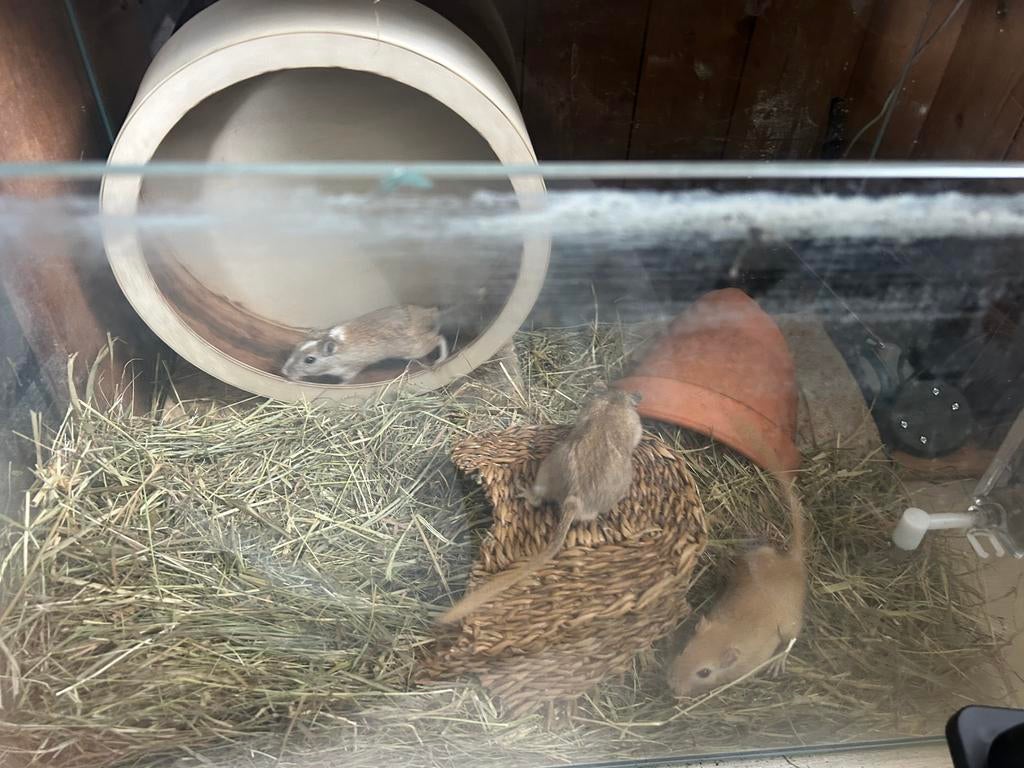 3 heel lieve gerbils (woestijnratjes; vader en twee zonen, Dieren en Toebehoren, Knaagdieren, Mei, Mannelijk, Overige typen