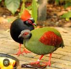 Te koop koppel roul-rouls, Meerdere dieren, Geringd