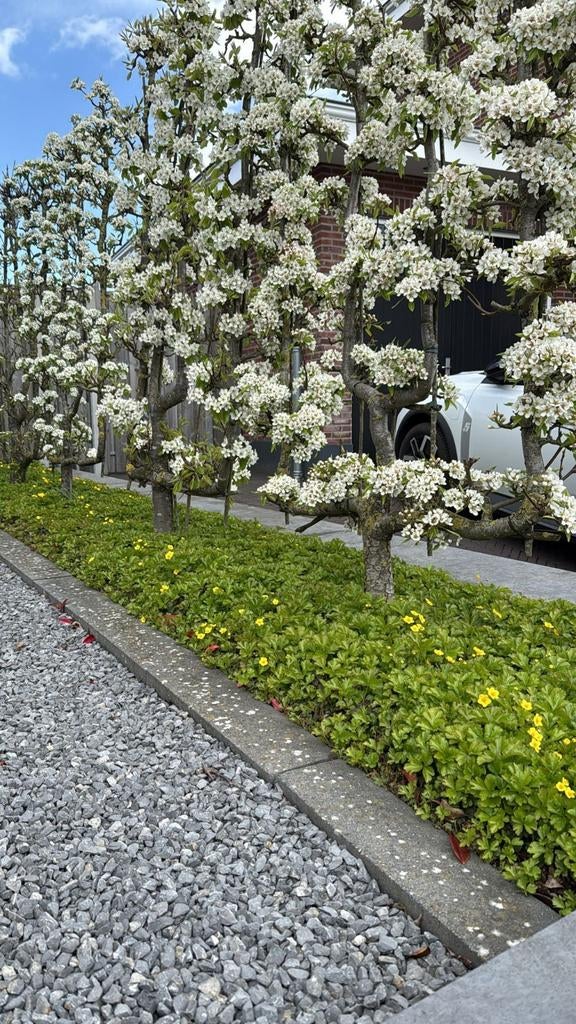 fruitbomen: Appel, Peer, Pruim -Kers., Tuin en Terras, Planten | Fruitbomen, Ophalen, Lente, Volle zon, Appelboom