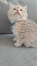 Prachtige raszuivere britse korthaar kittens, Dieren en Toebehoren, Kater, Ontwormd, 0 tot 2 jaar