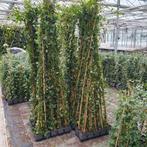 Hedera helic Klimop, Ophalen, Overige soorten, 100 tot 250 cm