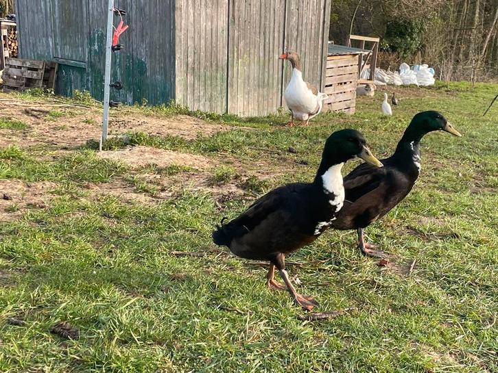 Indische loopeenden (man, woerd), Dieren en Toebehoren, Pluimvee | Toebehoren, Nieuw, Overige typen, Ophalen