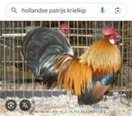 Hollandse patrijs krielhaan gezocht, Dieren en Toebehoren, Meerdere dieren, Kip