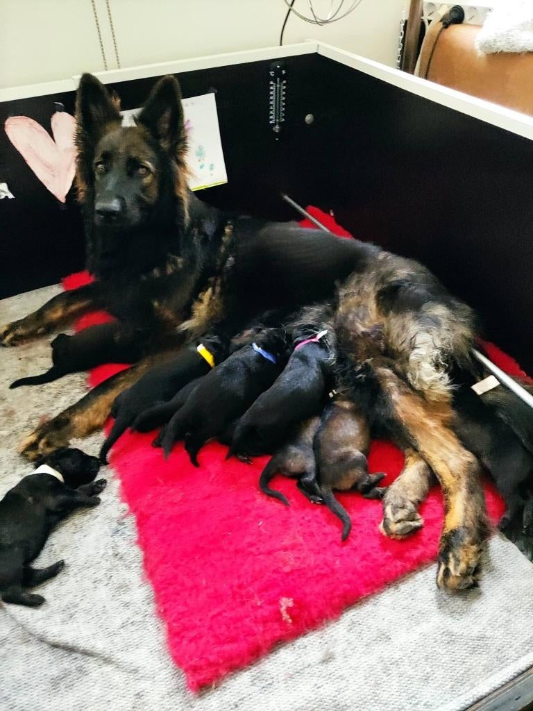 werpkist hond, Ophalen, Minder dan 65 cm, Hondenhok, 110 cm of meer