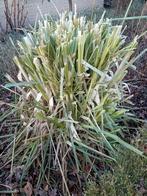 Pampasgras roze, Ophalen, Overige soorten, Volle zon