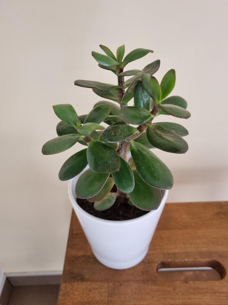 Crassula Ovata, vetplant in pot, Ophalen, Vetplant, Halfschaduw, In pot