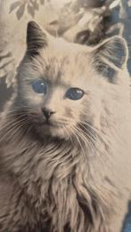 Fotokaart Turkse witte Angora kat, Ophalen of Verzenden, 1940 tot 1960, Gelopen, Hond of Kat