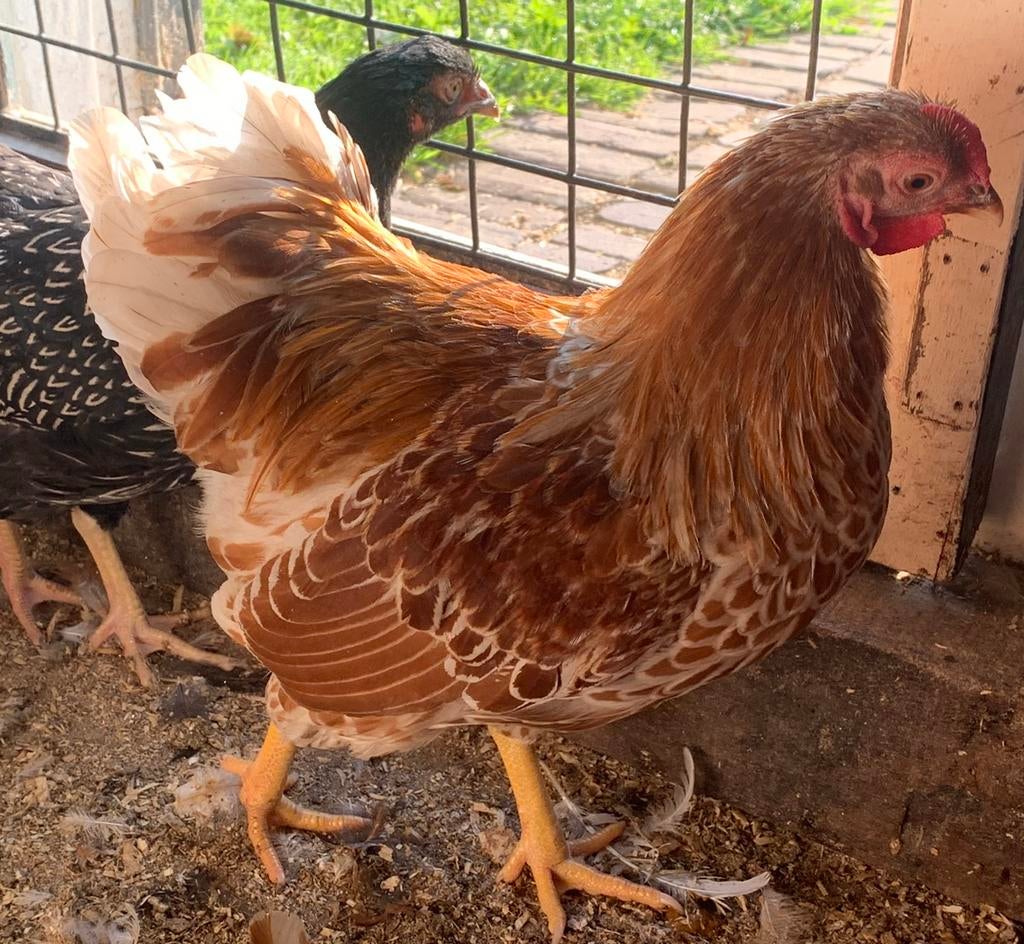 Leg kippen / hennen, Dieren en Toebehoren, Pluimvee, Vrouwelijk, Kip