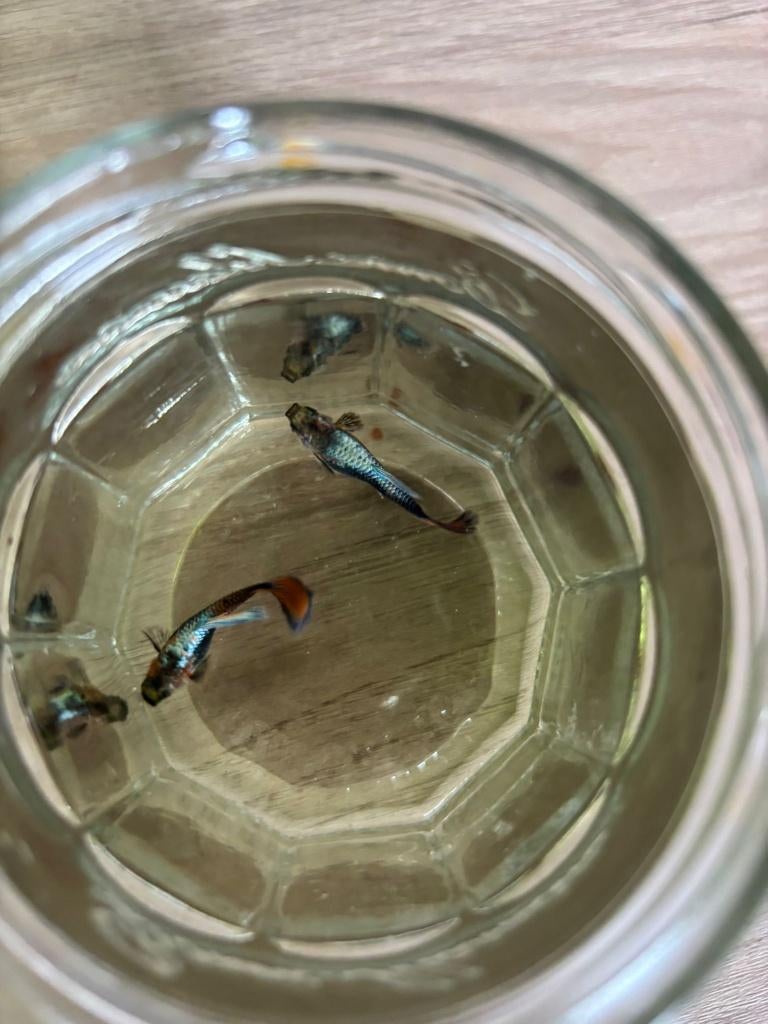 Gup, Vis, Zoetwatervis, Schoolvis