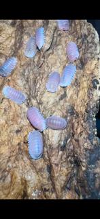 cubaris cherry blossom 'high pink' CB, Dieren en Toebehoren, Overige soorten