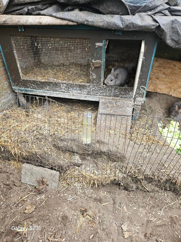 Gratis 2 konijnen met hok en hekwerk, Dieren en Toebehoren, Vrouwelijk