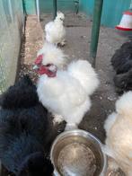 Zijderhoender naakthals Haan, Dieren en Toebehoren, Mannelijk, Kip