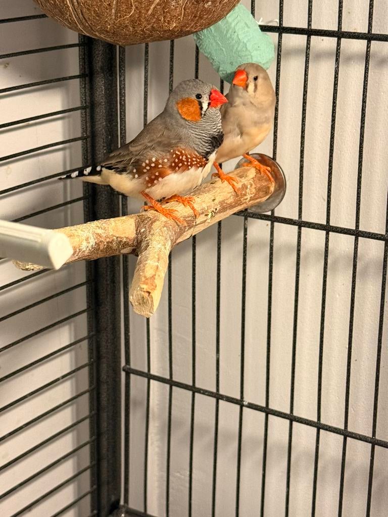 Zebravink koppel, Meerdere dieren