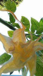 Brugmansia Dubbel Oranje, Tuin en Terras, Planten | Bomen, Halfschaduw, Overige soorten, Minder dan 100 cm, Zomer