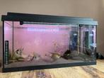 Aquarium met maanvissen, Dieren en Toebehoren, Ophalen, Zo goed als nieuw, Gevuld zoetwateraquarium