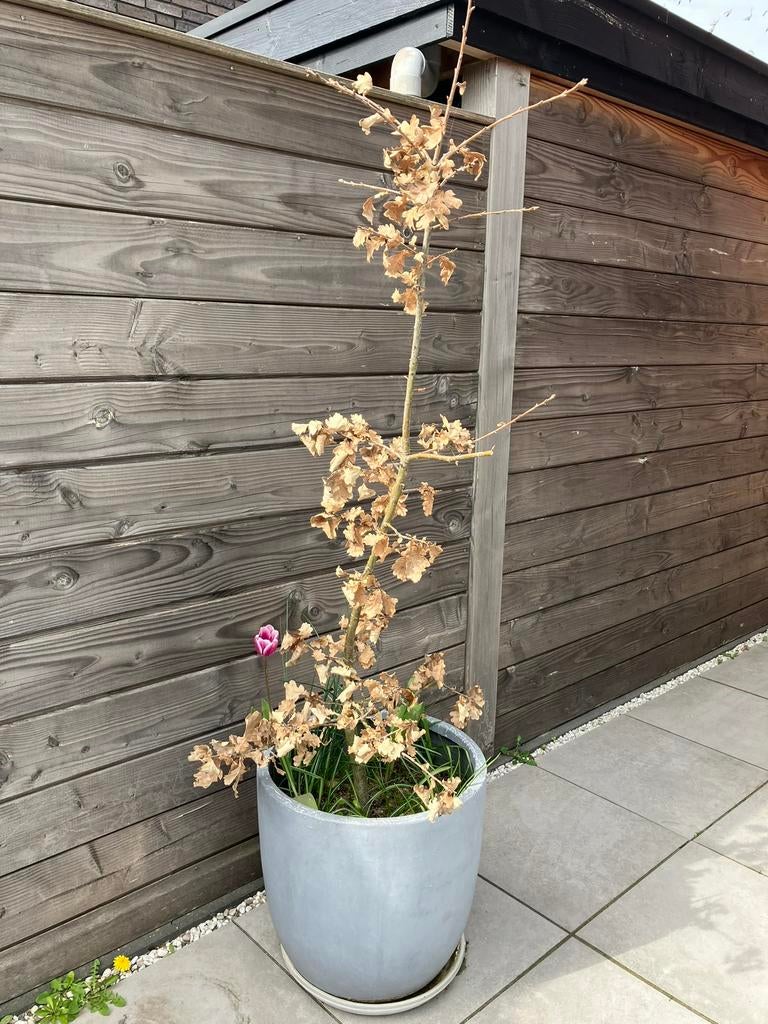 Gratis jonge eik (1,62) met pot (50x52), Tuin en Terras, Planten | Bomen, Bloeit niet, Overige soorten, 100 tot 250 cm, Ophalen