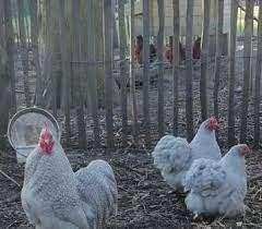 KNUFFELKIPPEN., Dieren en Toebehoren, Pluimvee, Kip, Vrouwelijk