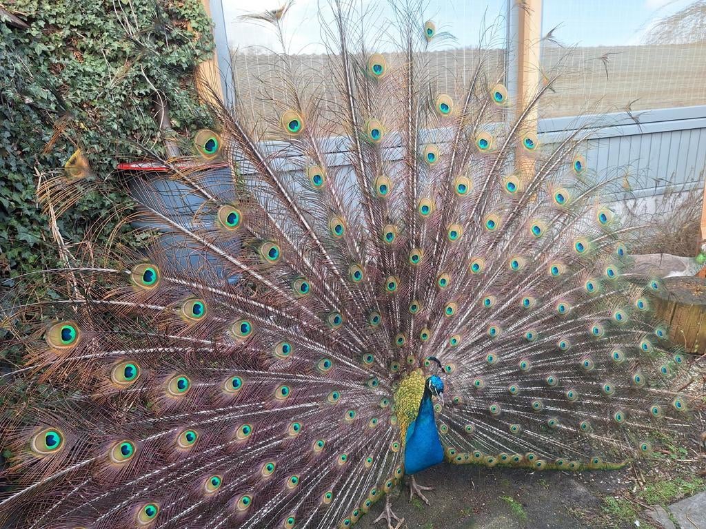 Koppel pauwen haan plus hen, 3 jaar pud, Dieren en Toebehoren, Pluimvee, Meerdere dieren, Overige soorten