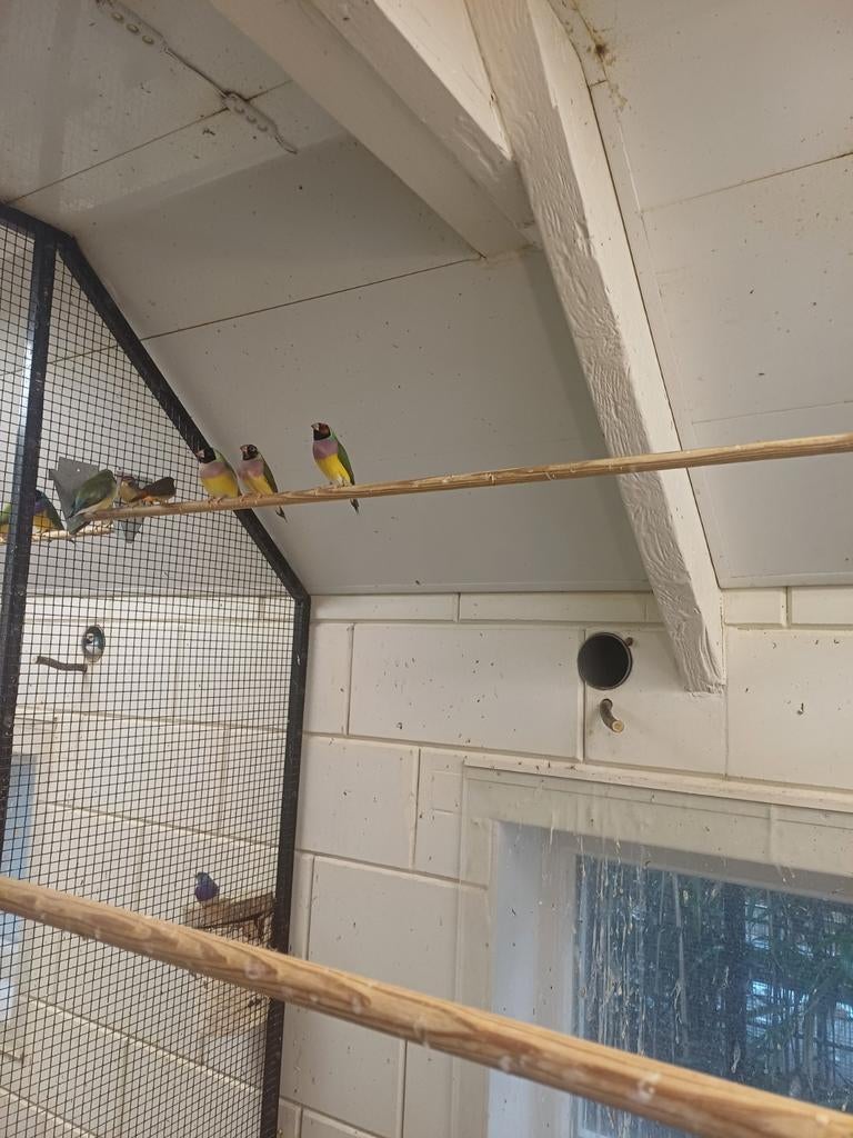 Te koop goulds mannen en poppen wit en paarsborsten, Dieren en Toebehoren, Vogels | Overige Vogels, Meerdere dieren