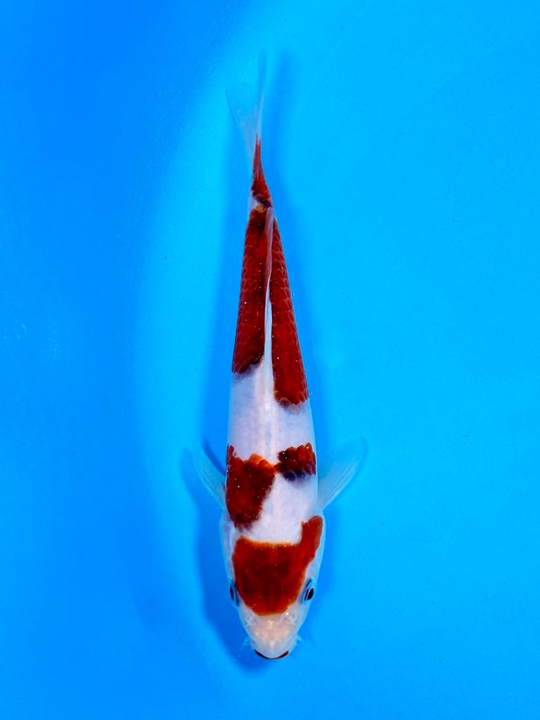 HQ Kuchi Beni Budo Goromo incl Certificaat Marushi, Karper of Koi