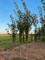 Prunus Avium zoete kers 3m, Ophalen, Lente, Overige soorten, 250 tot 400 cm