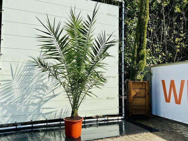 Palmboom - Phoenix Canariensis - Stamhoogte 10 cm, Tuin en Terras, Planten | Bomen, Palmboom, 100 tot 250 cm, Volle zon, Bloeit niet