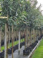 Laurier Prunus novita in plaats van lei., Tuin en Terras, Planten | Bomen, Ophalen, Halfschaduw, 100 tot 250 cm