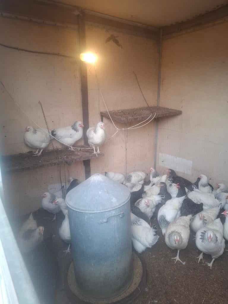 Sussex hennen kippen, Dieren en Toebehoren, Pluimvee, Vrouwelijk, Kip