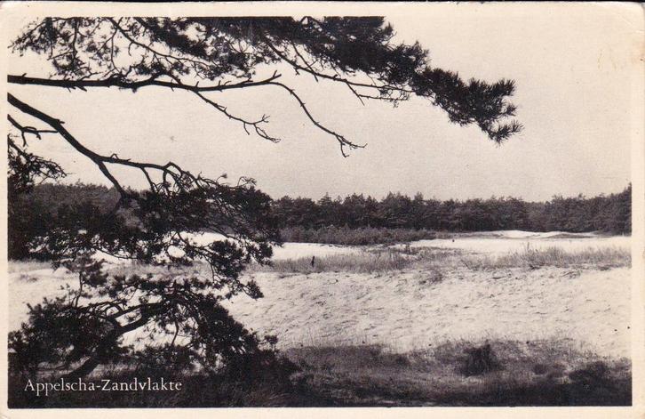 06925 Appelscha - Zandvlakte, Verzamelen, Ansichtkaarten | Nederland, Ongelopen, Friesland, 1940 tot 1960, Verzenden