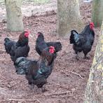 Mooie donkere grote brama hanen te koop. Van september 2025, Mannelijk, Kip