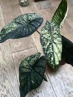 Alocasia dragon scale variegata grote knollen, Huis en Inrichting, Kamerplanten, Ophalen of Verzenden, Halfschaduw, Minder dan 100 cm