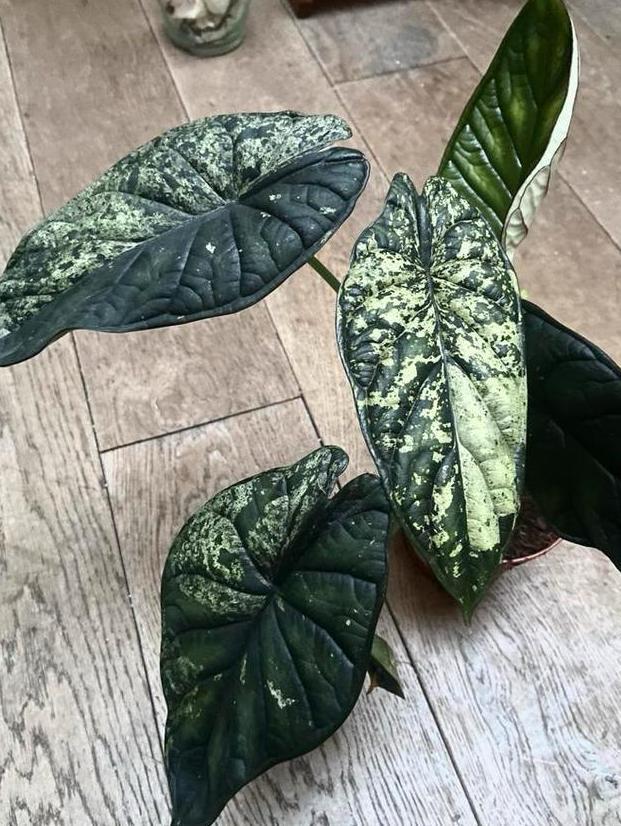 Alocasia dragon scale variegata grote knollen, Huis en Inrichting, Kamerplanten, Minder dan 100 cm, Halfschaduw, Ophalen of Verzenden