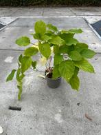 Hydrangea Annabelle - Prachtige Sneeuwbalhortensia, Tuin en Terras, Overige soorten, Vaste plant, Ophalen of Verzenden, Halfschaduw