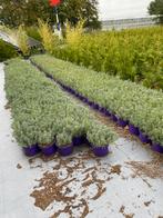 Bossige lavendel winterhard hidcote paars in20cmpot €1wit €2, Ophalen, Overige soorten, Minder dan 100 cm