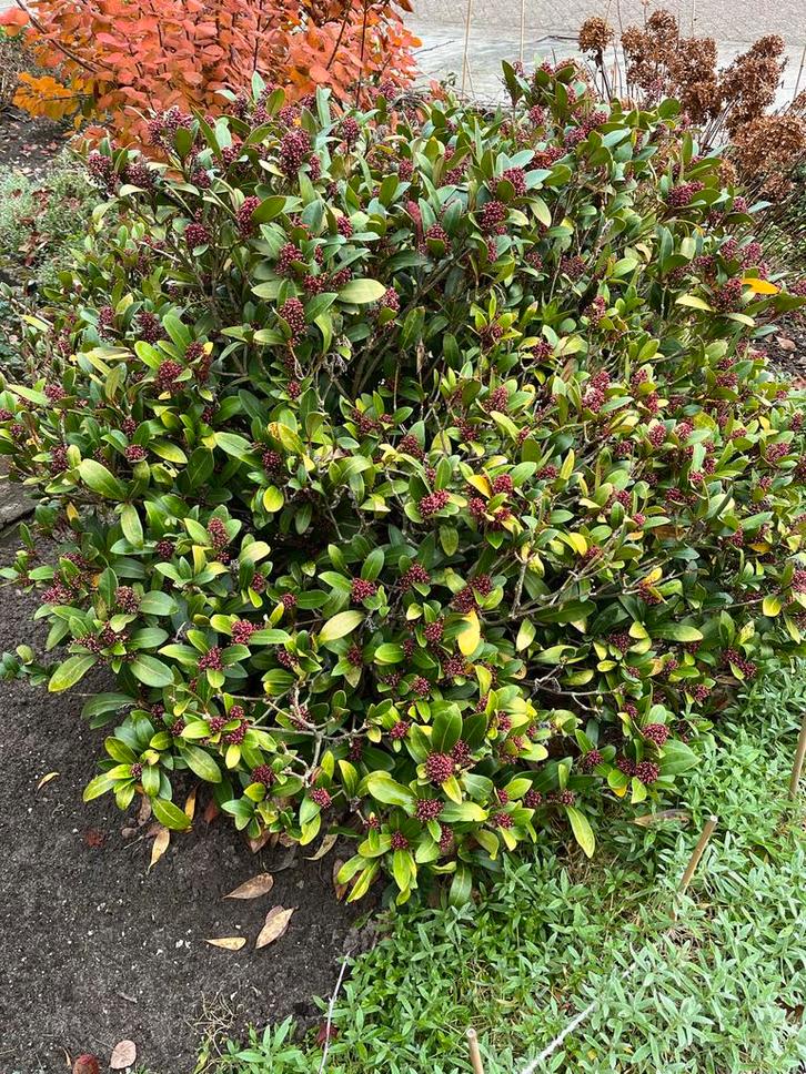 Japanse Skimmia - Groenblijvende Struik (Zelf Uithalen), Tuin en Terras, Planten | Struiken en Hagen, Struik, Overige soorten