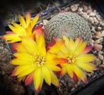 cactus - Sulcorebutia heliosoides, Ophalen of Verzenden, Cactus, Volle zon, Minder dan 100 cm