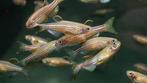 Luipaard danio, Dieren en Toebehoren, Vissen | Aquariumvissen, Vis
