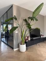 Strelitzia Nicolai XL - Paradijsvogelplant, Huis en Inrichting, Kamerplanten, Ophalen, Overige soorten, Halfschaduw, In pot