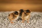 Barnevelder groot kippen kuikens | Gesekst en Ingeënt, Dieren en Toebehoren, Pluimvee, Vrouwelijk, Kip