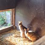 Parma wallaby - wallabie koppel, April, Meerdere dieren