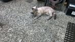 Britse korthaar bluepoint ongecastreerd 1 jaar, Kater, Ontwormd, 0 tot 2 jaar