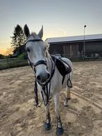 Presteq hoofdstel,  bit ,  borsttuig en martinggaal, Dieren en Toebehoren, Ophalen of Verzenden, Gebruikt, Dressuur