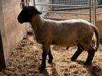 Suffolk ram van 2024, Mannelijk, Schaap