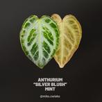 Anthurium "Silver Blush" Mint, Ophalen of Verzenden, Halfschaduw, Minder dan 100 cm