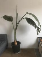 Kamerplant Strelitzia Nicolai enkele stam, Ophalen, Palm, 150 tot 200 cm, Volle zon
