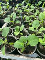 Aubergine plantjes, Ophalen, Volle zon, Groenteplanten, Eenjarig